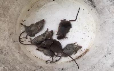 Уничтожение крыс на складе в Рождествено